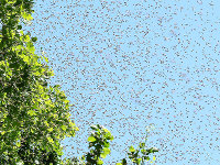 A swarm of bees (source: [url=http://commons.wikimedia.org/wiki/File:Bienenschwarm_17c.jpg]Wikimedia Commons[/url])