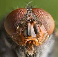 A compound eye in the fly (source: [url=http://commons.wikimedia.org/wiki/File:Calliphora_vomitoria_Portrait.jpg]Wikimedia Commons[/url])