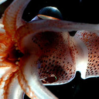 [i]Histioteuthis[/i], a squid with asymmetrical eyes. (source: [url=http://en.wikipedia.org/wiki/File:Histioteuthis_NOAA.jpg]Wikipedia[/url])