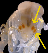[i]Phronima sedentaria[/i], a midwater crustacean. The red bits are the retina of the eyes. The top of the head is formed by the lenses of the dorsal eyes. The tiny “cheeks” are the lenses of the ventral eyes. ([url=http://www.bogleech.com/bio-crusty.html]source[/url])