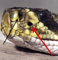 Pit organs in a rattlesnake (source: [url=http://en.wikipedia.org/wiki/Infrared_sensing_in_snakes]Wikipedia[/url])