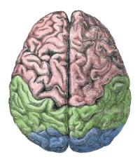 A schematic brain depicted from above (Source: [url=http://commons.wikimedia.org/wiki/File:Cerebral_lobes.png]Wikimedia commons[/url])