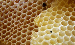 A honeycomb is a prime example of regularity found in nature (Source: [url="http://en.wikipedia.org/wiki/File:Honey_comb.jpg"]Wikipedia[/url])